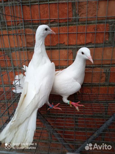 Продажа голубей