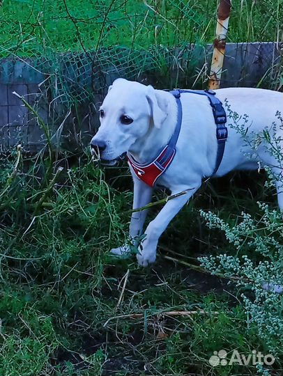 Лабрадор девочка