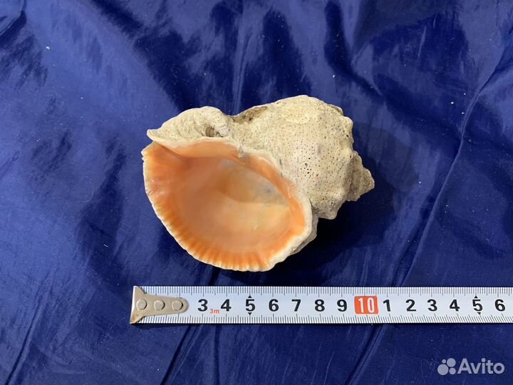 Ракушка рапан