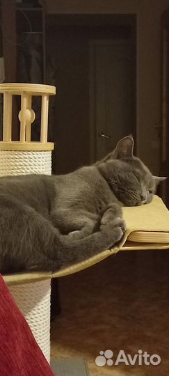 Кошки в добрые руки