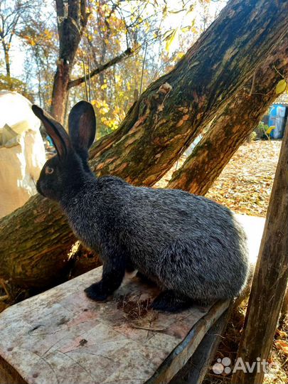 Кролики продажа