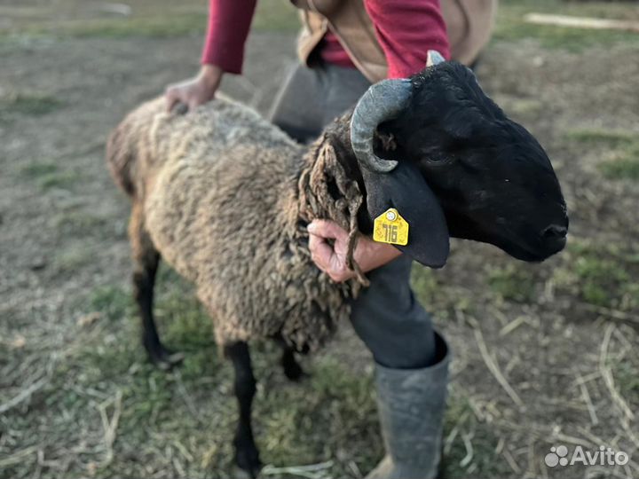 Курдючные бараны
