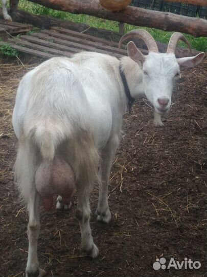 Козы дойные