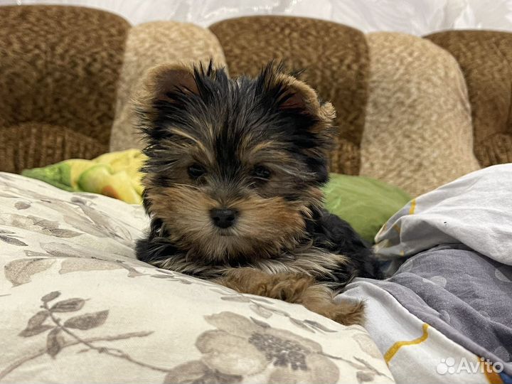 Йоркширский терьер