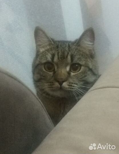 Отдам кота в добрые руки