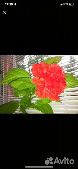 Комнатные цветы