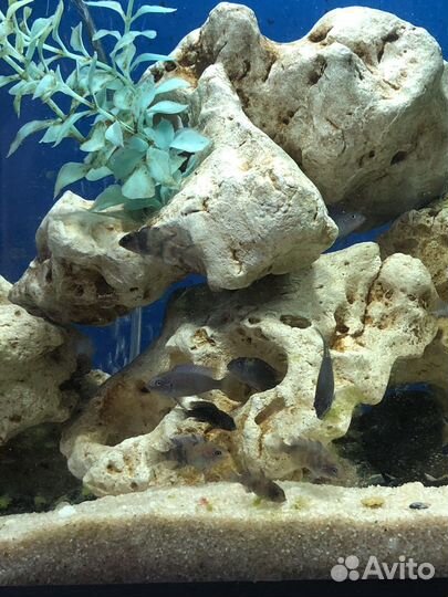 Малавийские цихлиды