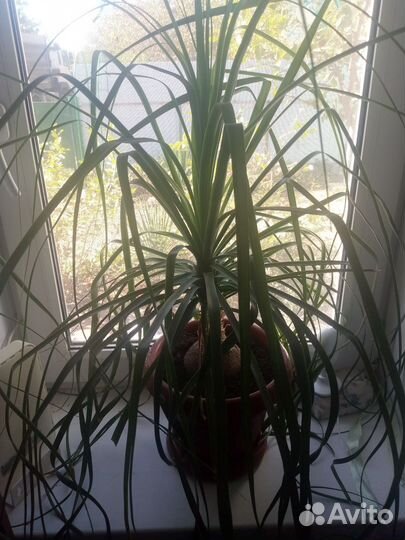 Бокарнея нолина