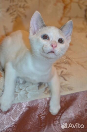 Котик в добрые руки