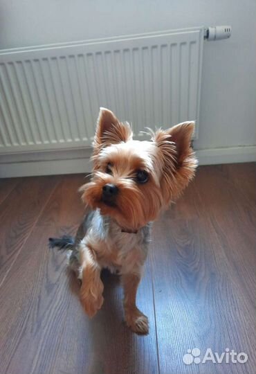 Домашняя передержка животных