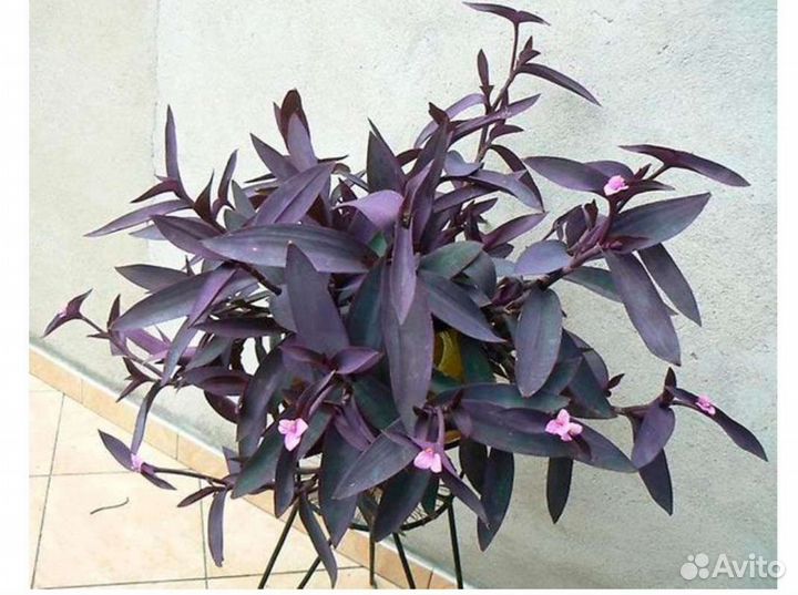 Комнатные Сингониум,хлорофитум,сеткреазия