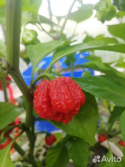 Рассада перца carolina reaper