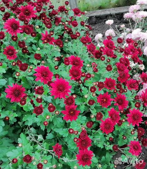 Хризантемы мультифлора