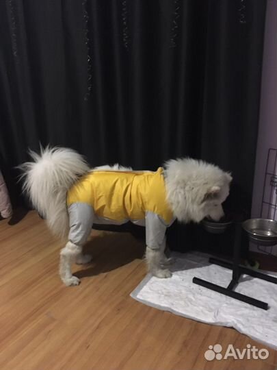 Дождевик для собаки