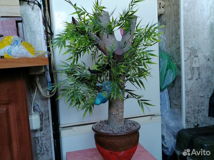 Комнатные цветы шефлера