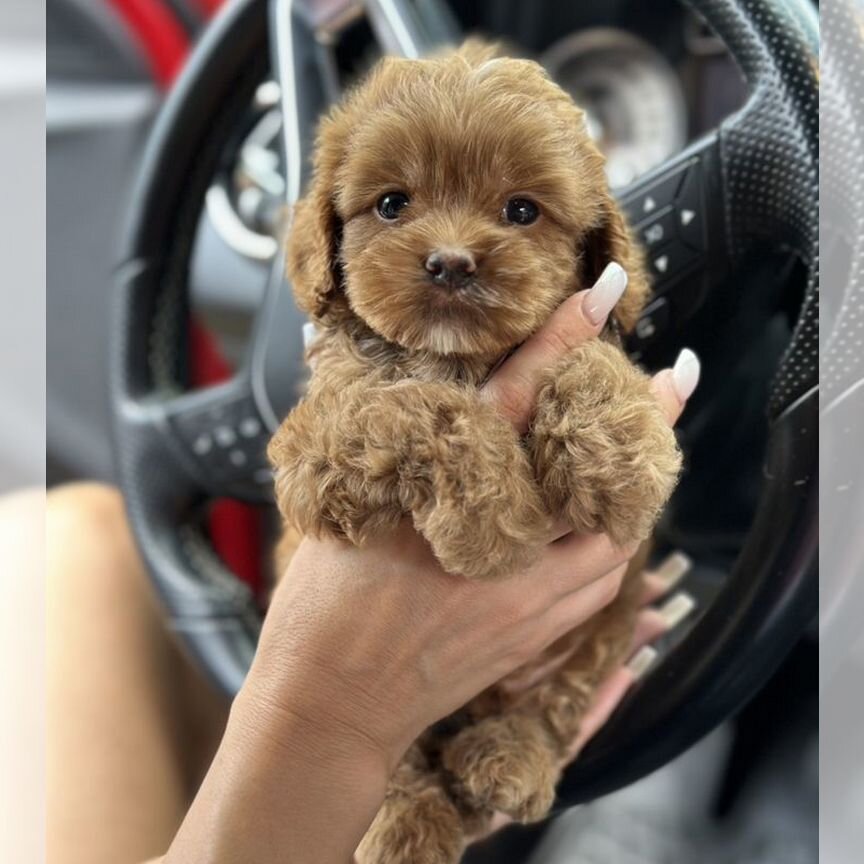 Maltipoo f1