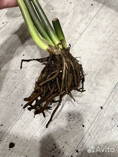 Замиокулькас