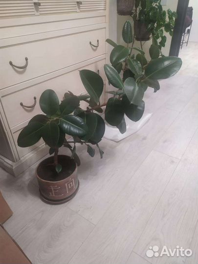 Фикусы (мкр Щ)