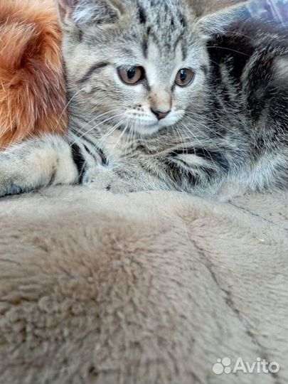 Кошки в добрые руки бесплатно