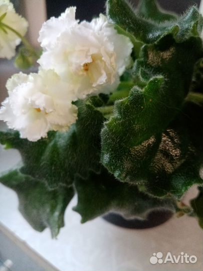 Филка белая, продаются детки