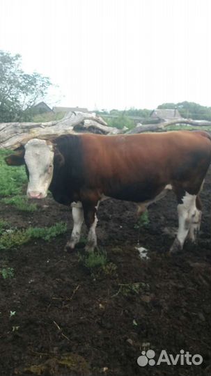 Продам быка