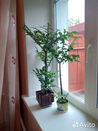 Бесплатно отводки