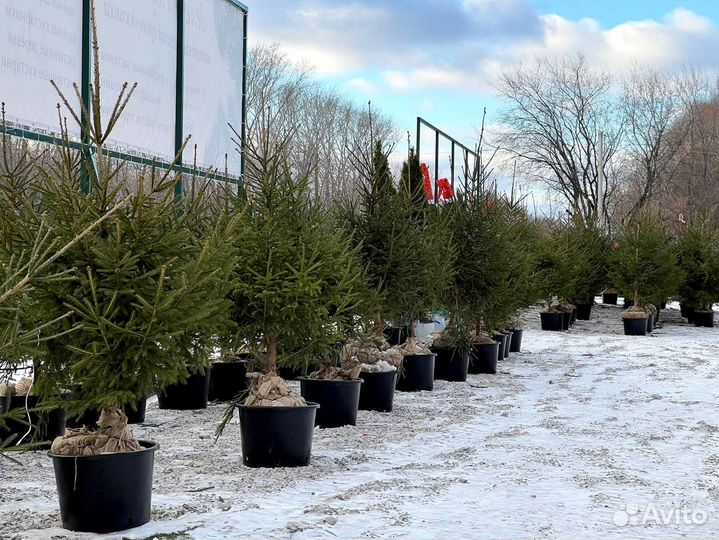 Ель обыкновенная 165 см классика зимнего сада