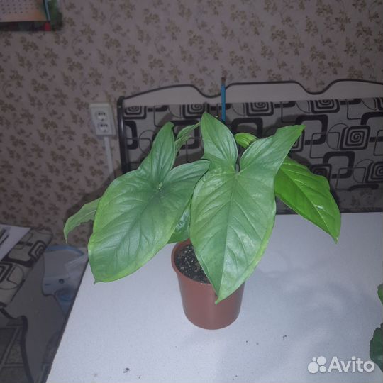 Комнатные растения