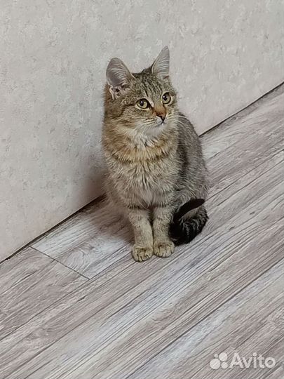 Кошка в дар бесплатно