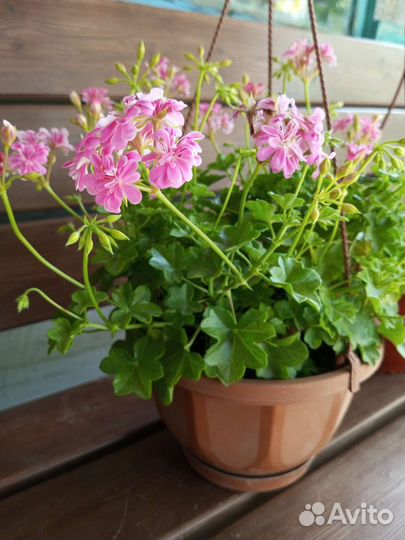 Плющелистная пеларгония