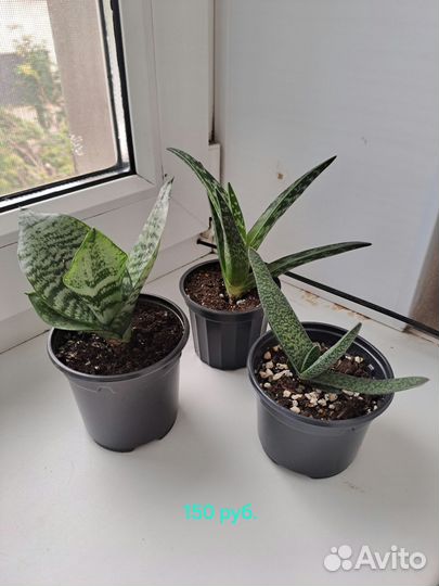 Алоэ,гастерия, сансивиерия