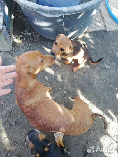 Щенок девочка бесплатно