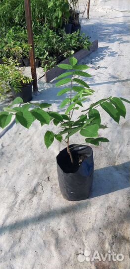 Манчжурский орех