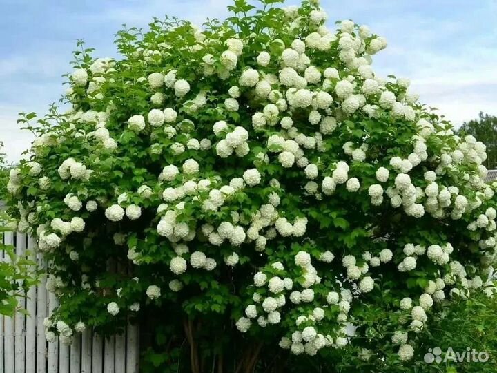 Калина бульденеж