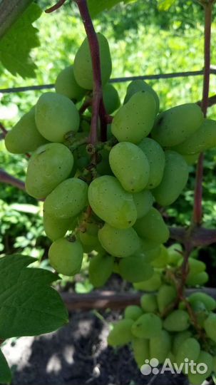 Саженцы винограда