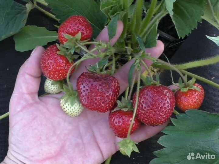 Рассада клубники оптом