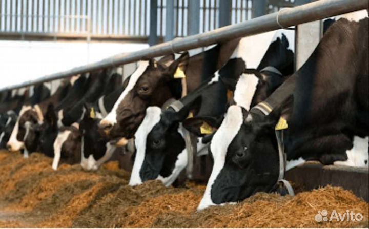 Корм для скота, пивная дробина