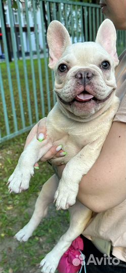 Фанцузский бульдог платина
