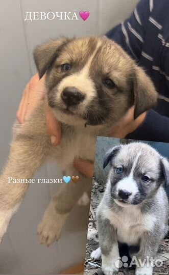 Щенки Лайки в добрые руки