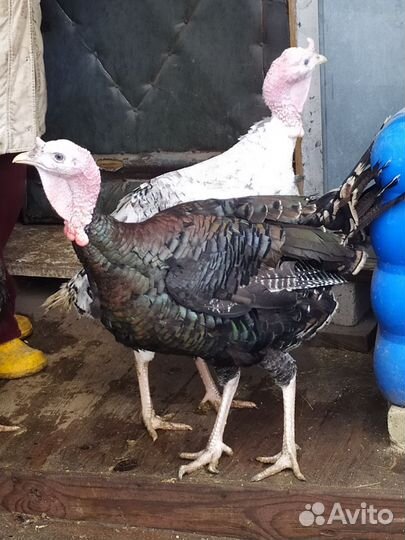 Индюки домашние и инкубационные яйца