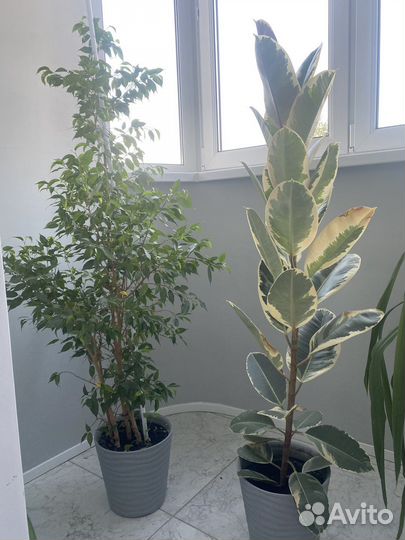 Фикус юкка шефлера цветы