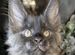 Котята мейн-кун полидакты и вязка