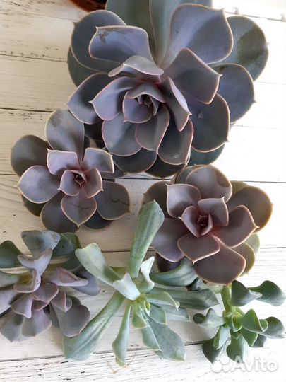 Крестовник, эхеверии, церопегия и др