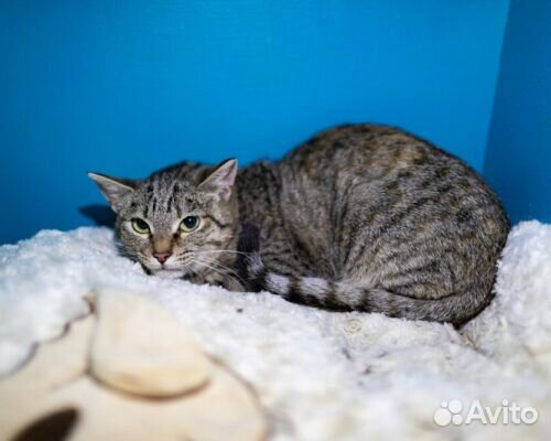 Кошки в добрые руки бесплатно