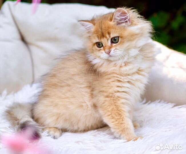 Котята британцы золотая шиншилла девочки