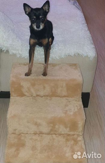 Лестница для собак