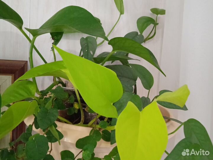 Сциндапсусы разные сорта