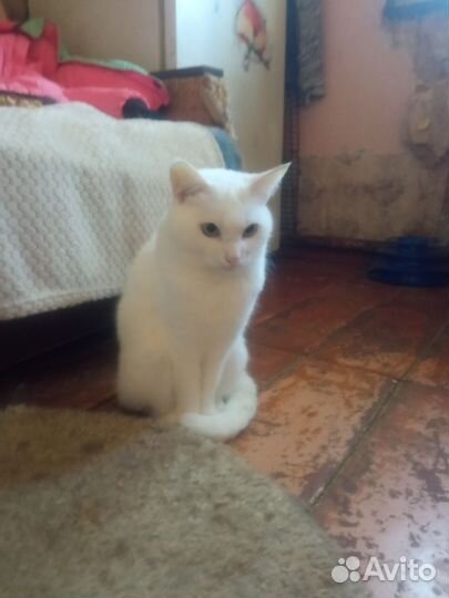 Кошечка Сима в добрые руки