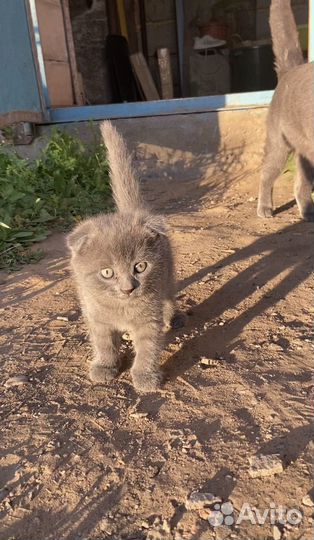 Котенок девочка в добрые руки