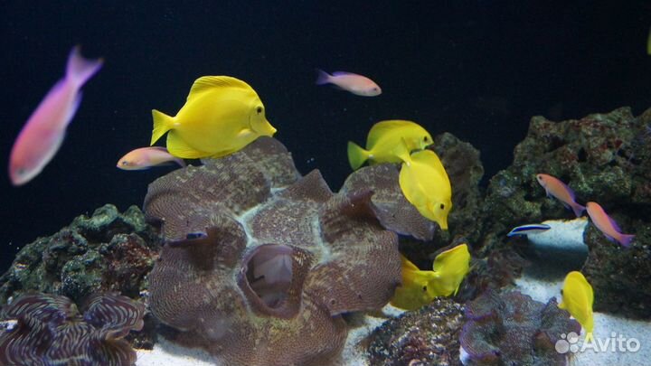 Обслуживание ващего аквариума